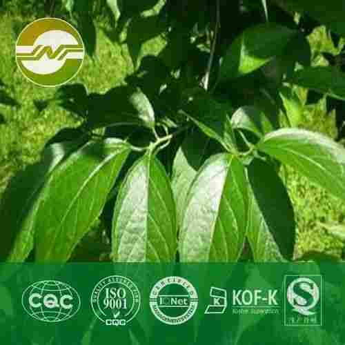 Eucommia Leaf Extracts