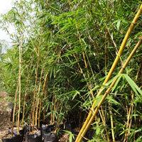 Green Bamboo Golden
