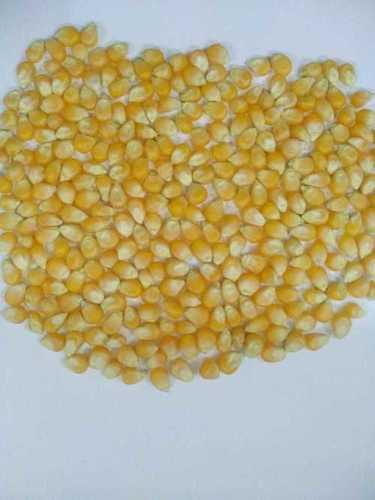 Dried Normal Yellow Popcorn Maize