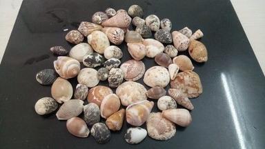 Natural Small And Big Size Mix Seashell For Handicraft And Aquarium Solid Surface