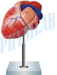 Human Heart Model Height: 7.5 Inch (In)