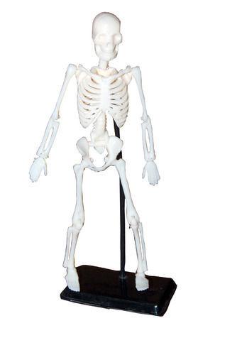 Skin Friendly Mini Educational Skeleton Model