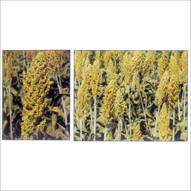 Spices Seeds Hybrid Sorghum