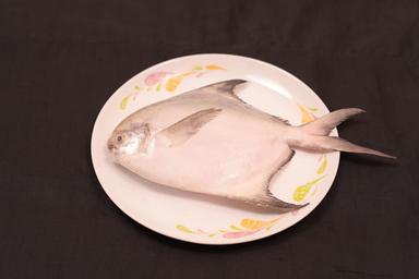 Frozen Silver Pomfret Fish