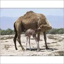 Brown Dairy Camel Feed