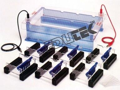 Gel Electrophoresis