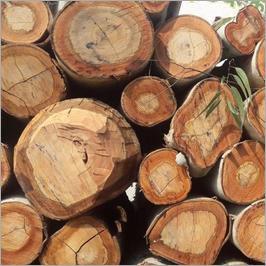 Pine Wooden Logs