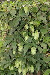Hops Flower Extract Age Group: For Adults
