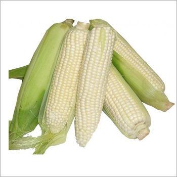 White Maize