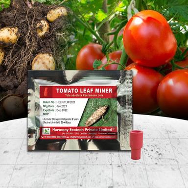 Pesticides Tuta Absoluta - Tomato Leaf Miner