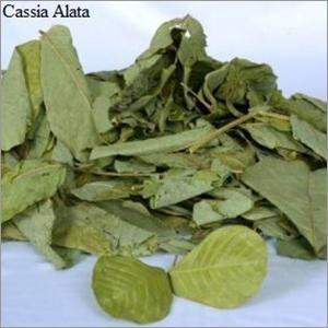 Cassia Alata Leaves Age Group: For Adults