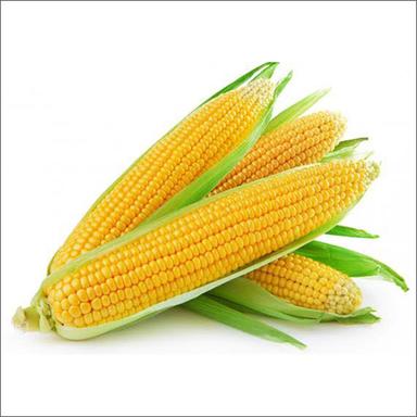 Fresh Maize Corn