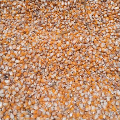 Common Yellow Maize Seed