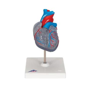 480X430X30Mm Plastic Small Heart Human Model Application: School
