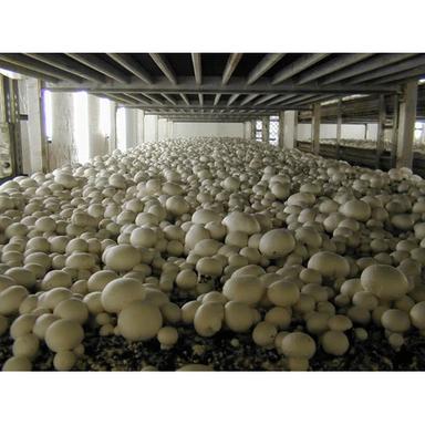 Agriculture Mushroom Farming Services