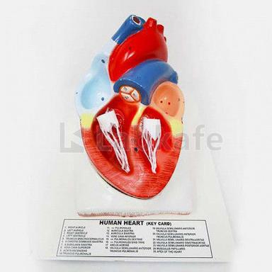 Human Heart Jumbo Human Heart On Base (4 Parts Dissectible) Application: Industrial