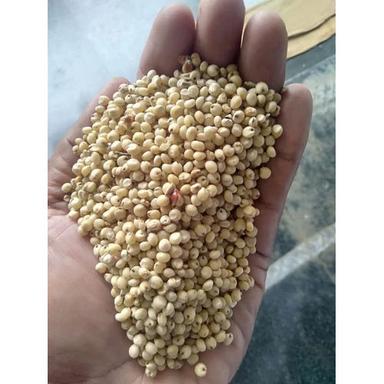 Common Yellow Sorghum Seeds