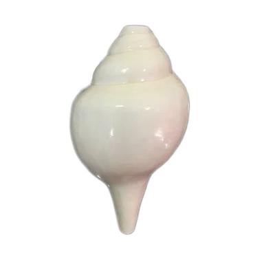 White Conch Shell Shank