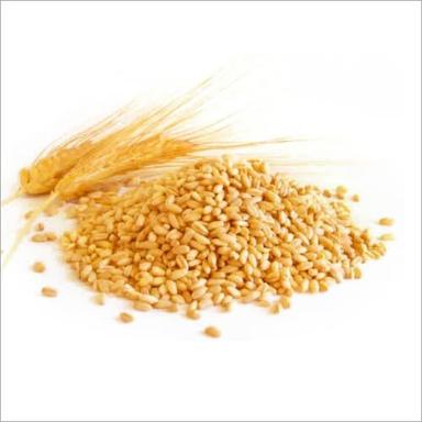 Wheat Seed Purity: 99%