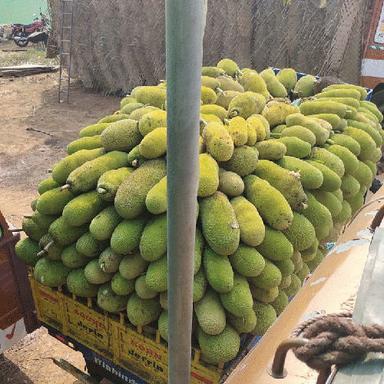 Fresh Jackfruit Moisture (%): Nil