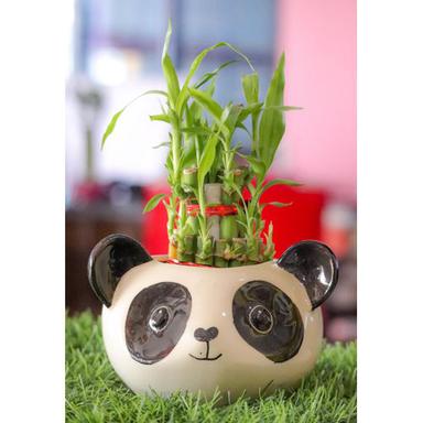 Different Available Bamboo Plant