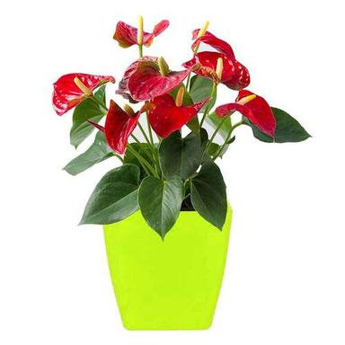 Green Flower Pots Square Shape For Indoor/Outdoor Gardening (1192)