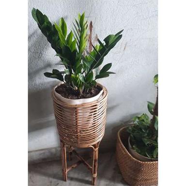 Cane Planter With Stand