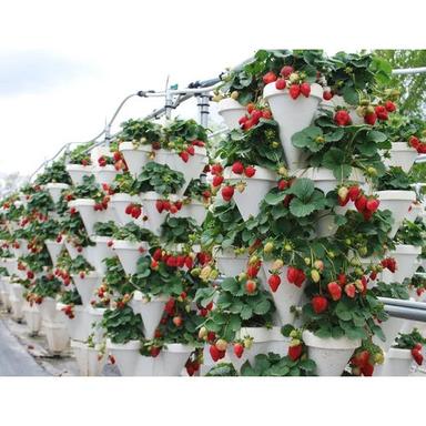Strawberry Farming In Hydroponics Base Material: Pvc