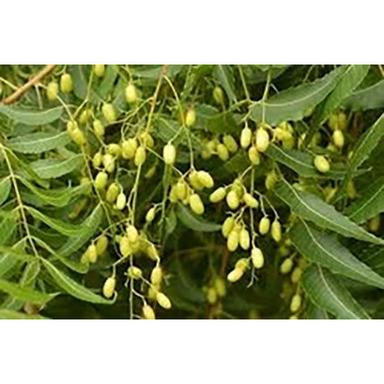 Azadirachta Indica Extract ( Neem Pan ) Direction: As Suggested