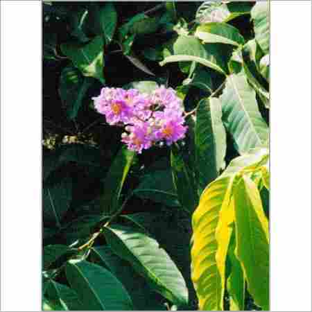 Banaba Leaf PE 1% 98% Corosolic Acid