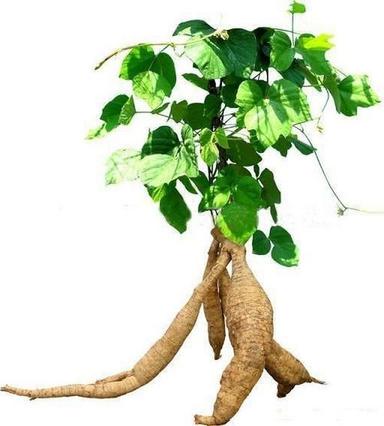 Kudzu Root Extract