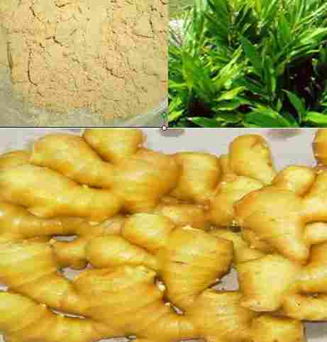 5%, 6%, 8% Ginger Root Plant Extract