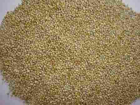 Millet (Bajra)