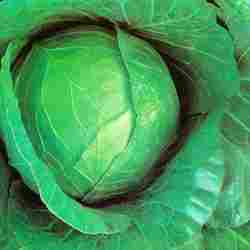 Cabbage Shama Seed