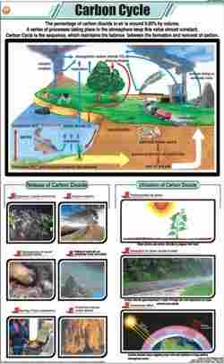 Carbon Cycle (Chart)