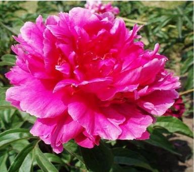 Peony Root Extract