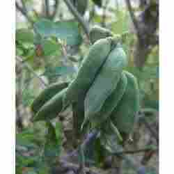 Makoh (Solanum-Nigrum)