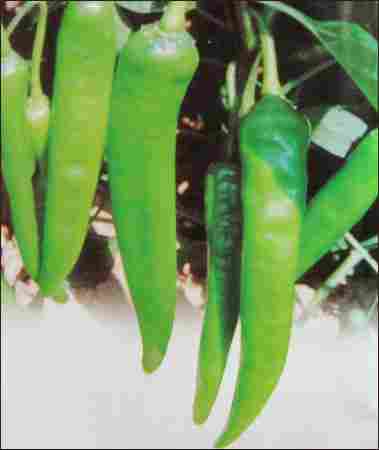 Chilli Seeds (Piya S 73)