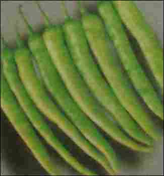 Hybrid Green Chilly Seeds (Aditya)