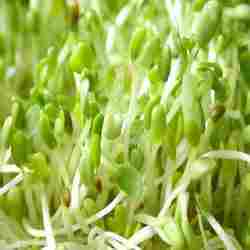 Alfalfa Grass