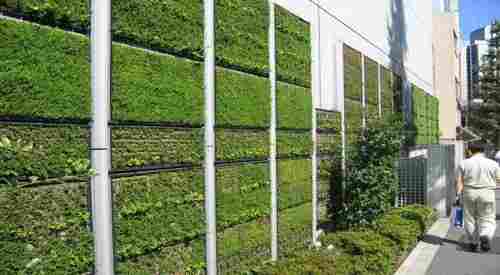 Green Living Wall Development Service