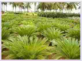 Cycas Plant