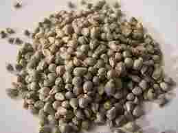 Indian Millet (Green Bajra)