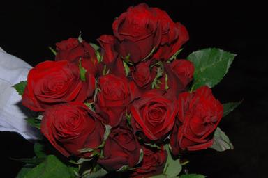 Tajmahal Roses
