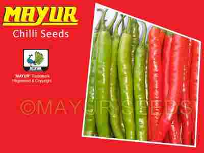 MAYUR-09 Hybrid Chilli Seeds