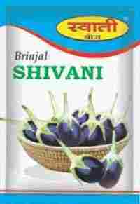 Shivani Brinjal Seeds