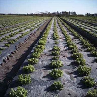 Agricultural Farms Mulching Film Sheet