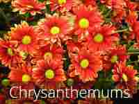 Chrysanthemums Flowers
