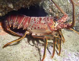 Sea Lobster