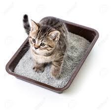 Bentonite Products Cat Litter